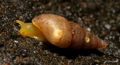 Paropeas achatinaceum