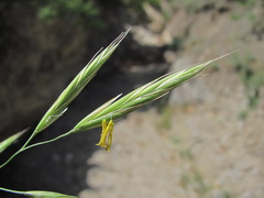 Bromus cappadocicus