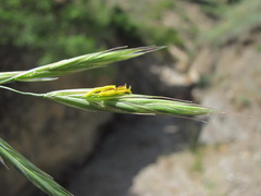 Bromus cappadocicus