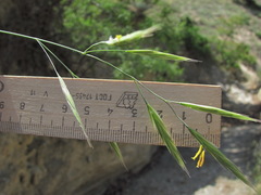Bromus cappadocicus