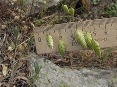 Bromus briziformis