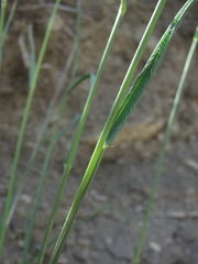 Bromus cappadocicus