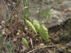 Bromus briziformis