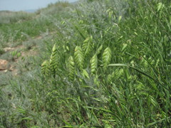 Bromus briziformis