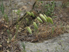 Bromus briziformis