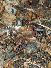 Eisenia