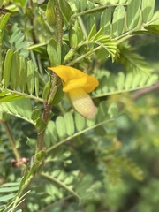 Aeschynomene nodulosa nodulosa