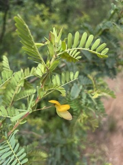 Aeschynomene nodulosa nodulosa