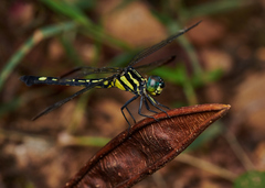Hylaeothemis apicalis