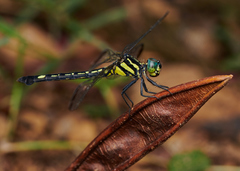 Hylaeothemis apicalis