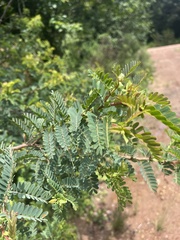 Aeschynomene nodulosa nodulosa