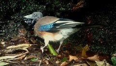 Garrulus glandarius japonicus