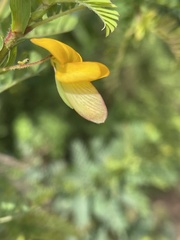 Aeschynomene nodulosa nodulosa