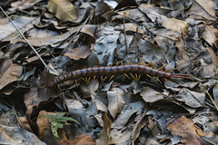 Scolopendra alternans
