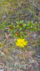 Hibbertia bracteata