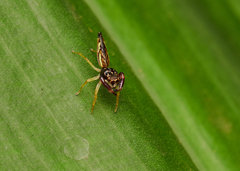 Indopadilla insularis