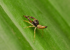 Indopadilla insularis