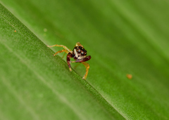 Indopadilla insularis