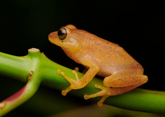Raorchestes luteolus