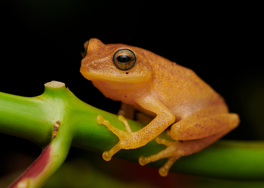 Coorg Yellow Bush Frog