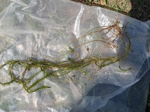 Fine Oxygen Weed (Lagarosiphon muscoides)