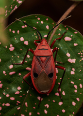 Probergrothius nigricornis