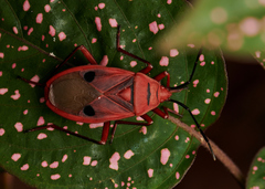 Probergrothius nigricornis