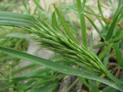 Bromus scoparius