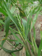 Bromus scoparius