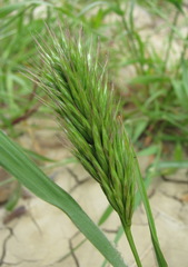 Bromus scoparius