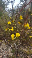 Gompholobium grandiflorum