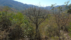 Bursera esparzae