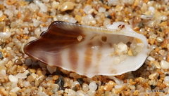 Lamarcka ventricosa