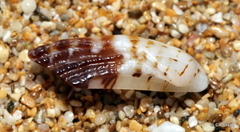 Lamarcka ventricosa