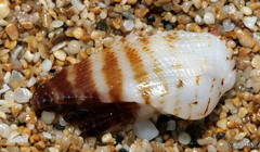 Lamarcka ventricosa