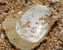 Isognomon perna