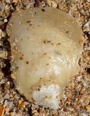 Isognomon perna