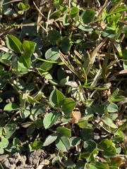 Trifolium fragiferum