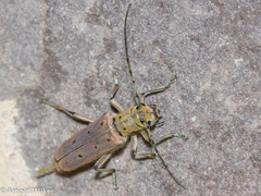 Saperda octopunctata