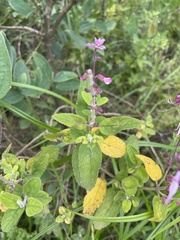 Syncolostemon obermeyerae