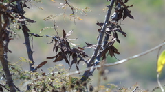 Acaciella