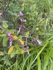 Syncolostemon obermeyerae