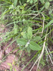 Syncolostemon obermeyerae