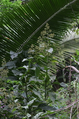 Critonia quadrangularis