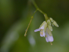 Arabis amplexicaulis