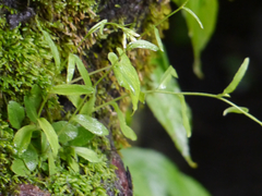Arabis amplexicaulis