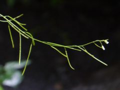 Arabis amplexicaulis