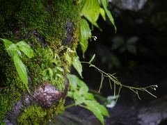 Arabis amplexicaulis
