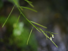 Arabis amplexicaulis