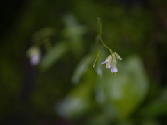 Arabis amplexicaulis